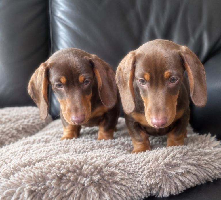 Miniature dachshunds kc reg 