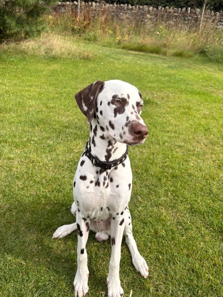 Brown spotted dalmation 