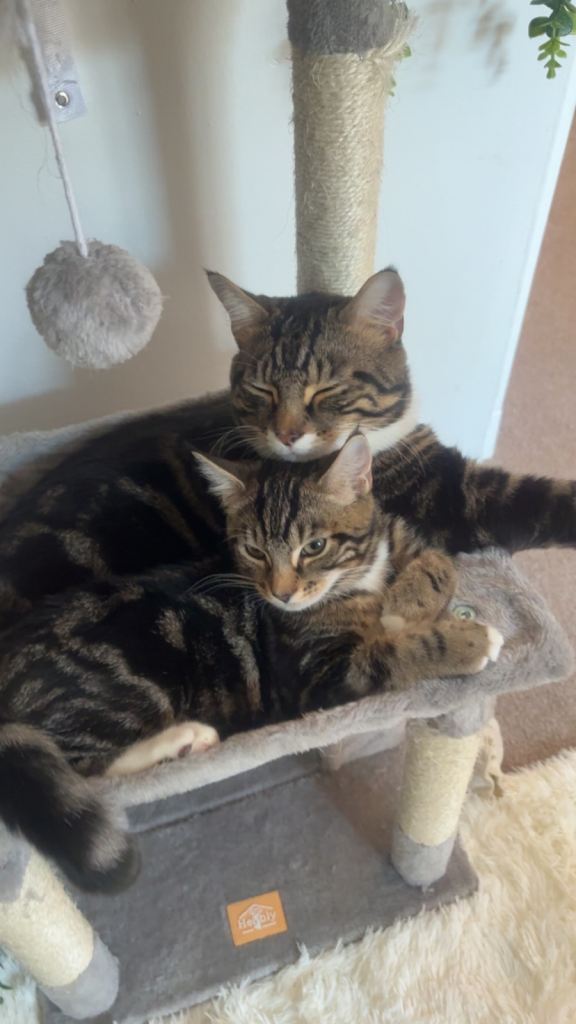 Cats