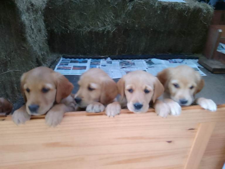 Puppies for sale