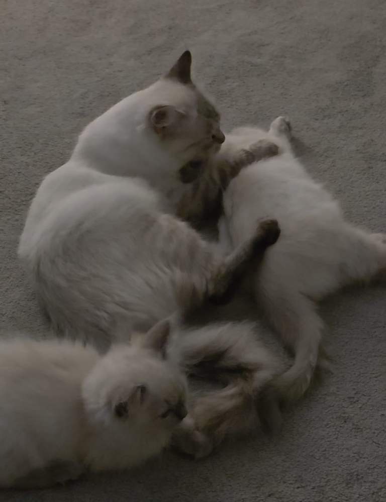 Blue point female ragdolls 
