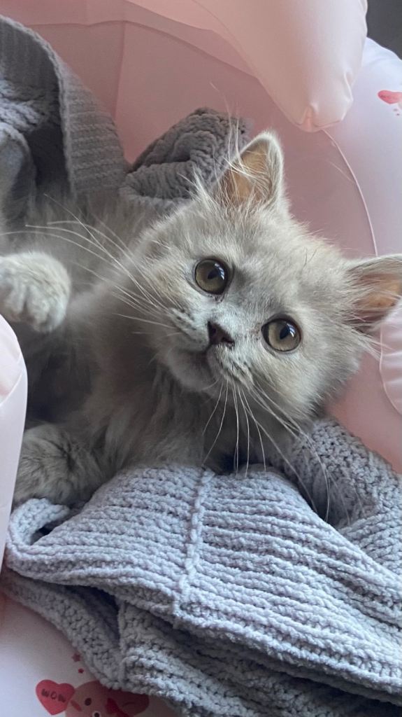 BSH lilac kitten - open to offers 
