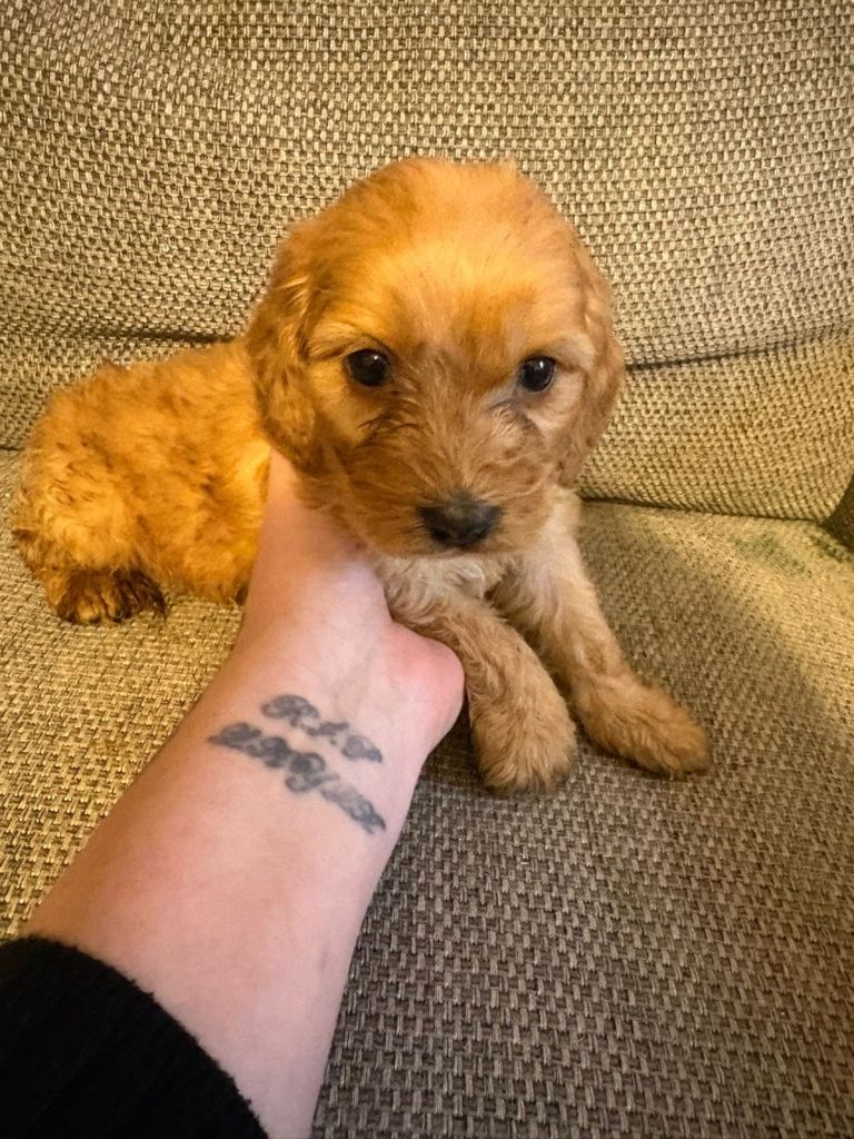 5 beautiful f1 Cockapoo puppy’s 