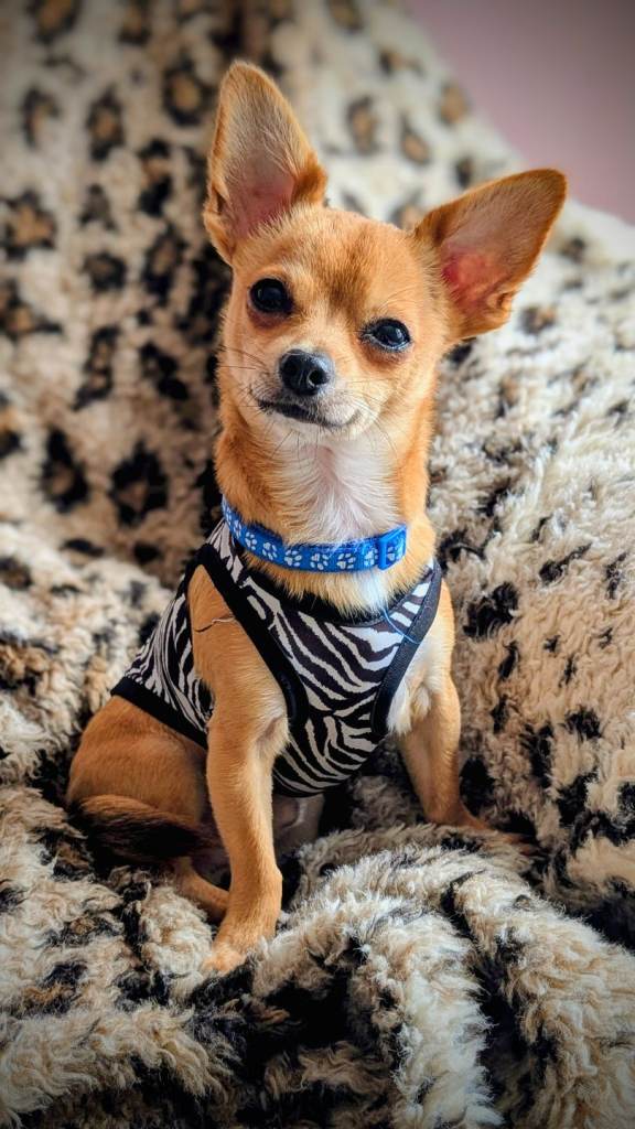 2.5yr old chihuahua 