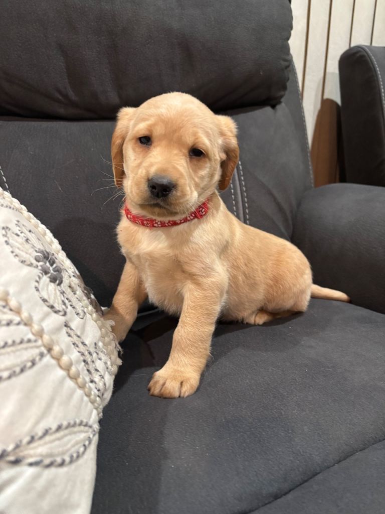 2 male Labrador x Cocker spaniel male pups left 