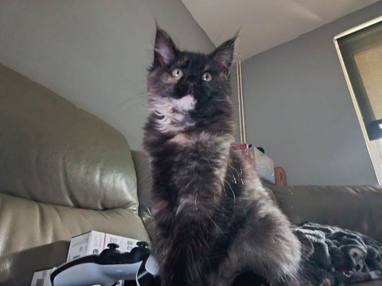 Ragcoon kitten