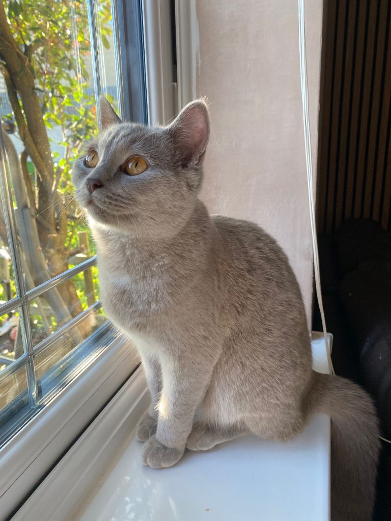British shorthair 