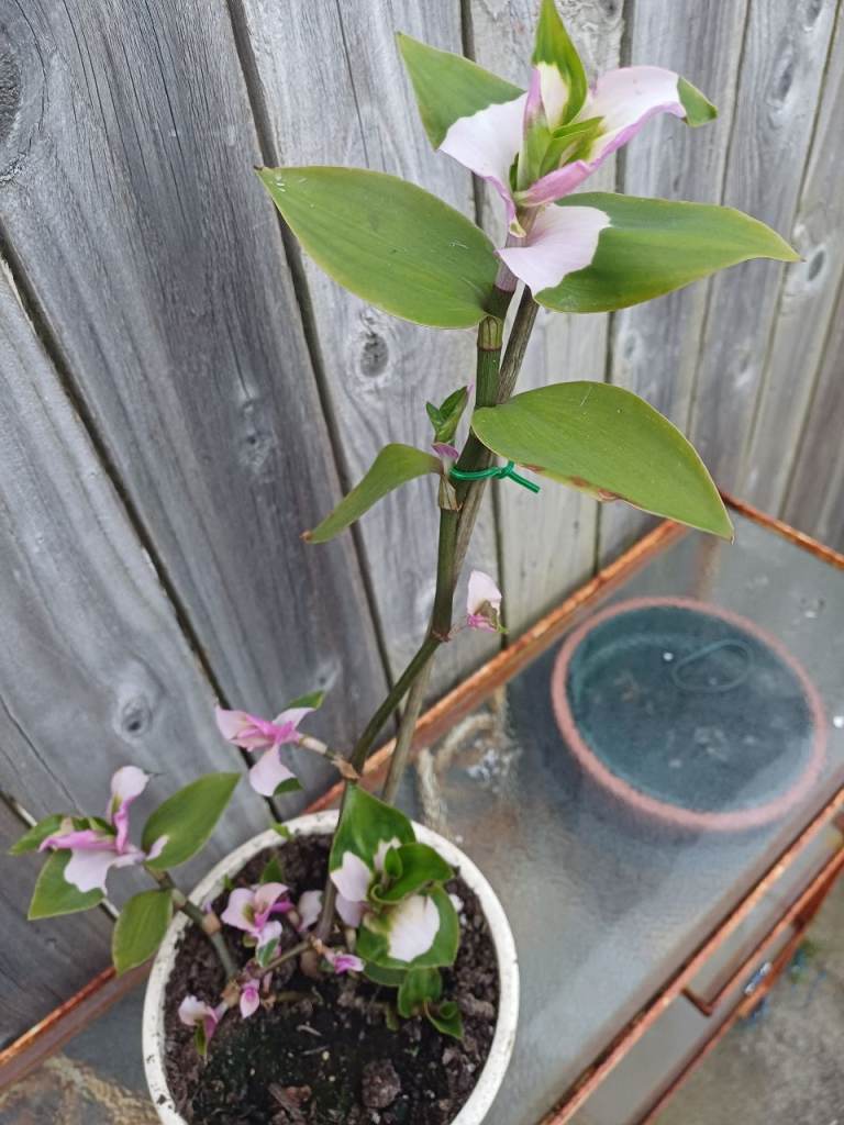 Rare Tradescantia  Blushing Bride. Indoor Plant 