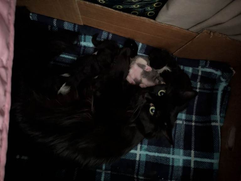 Siberian x British Longhair Kittens