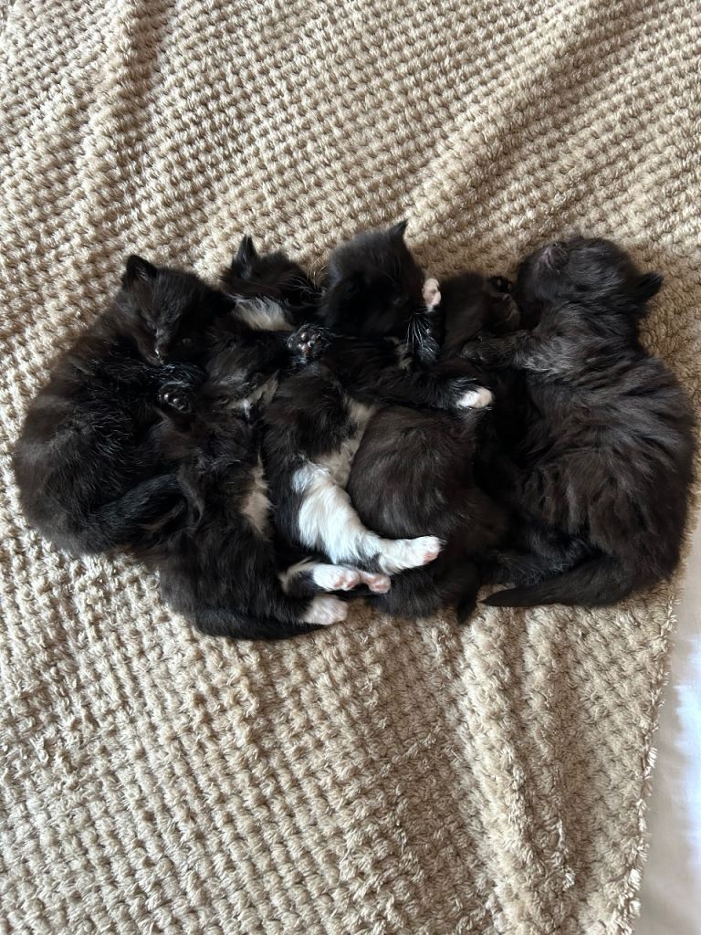 Kittens 