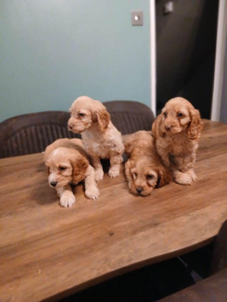 CAVAPOO PUPS 