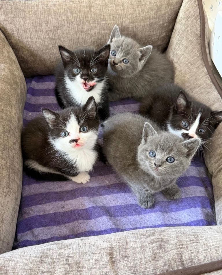 3 Black & White Kittens – ( 2 Boys & 1 Girl)