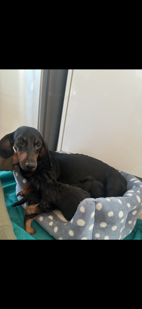 Dachshund puppies 