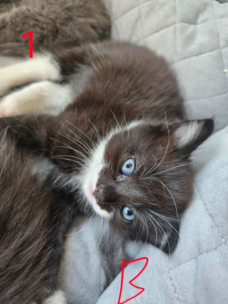 7 beautiful kittens