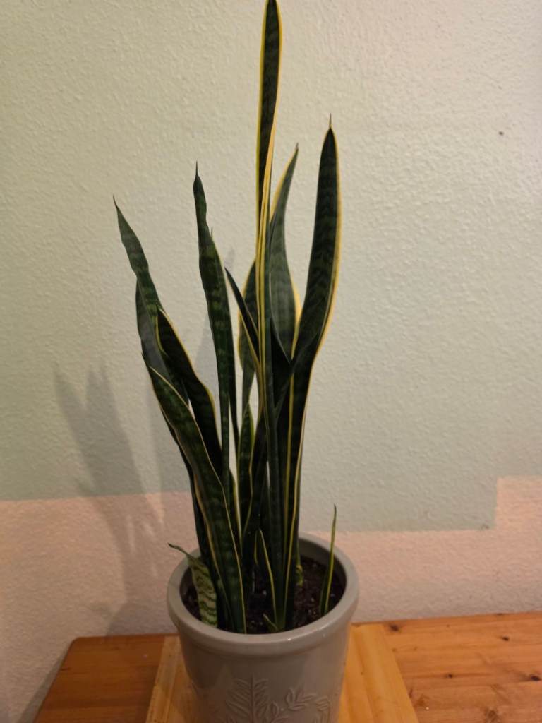 Tall Snake Plant (Sansevieria) – Over 75cm, Comes in Ceramic Pot