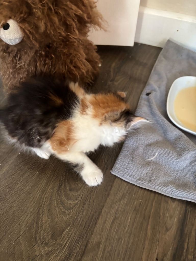 Beautiful kittens for sale 