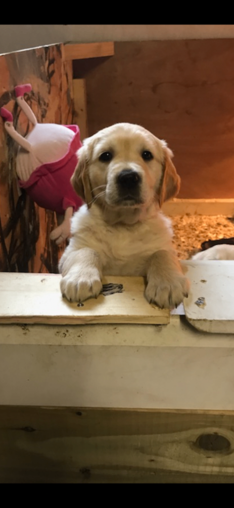 Soon- Golden retriever puppies 