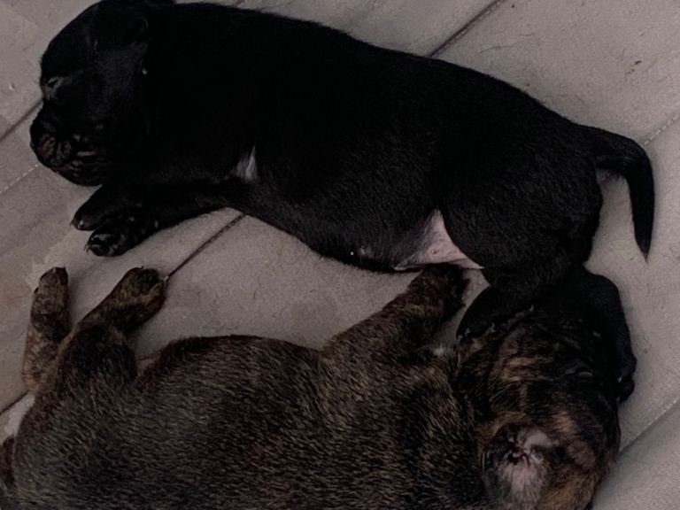 Staffy x Frenchie (fraffies)