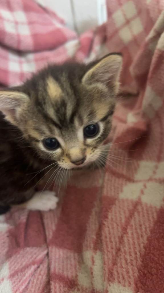 Girl kitten for sale
