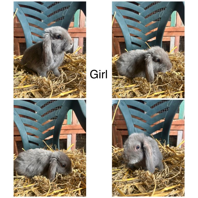 Five Outstanding Beautiful Mini Lops Rabbits (Mixed Litter, Ready To Leave Now)