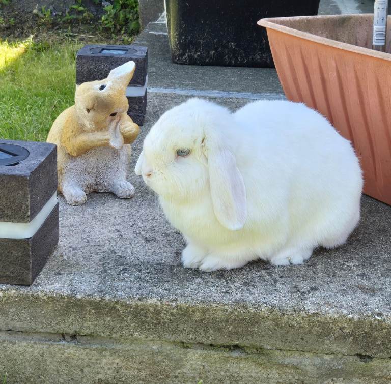 Mini Lop - pending collection 