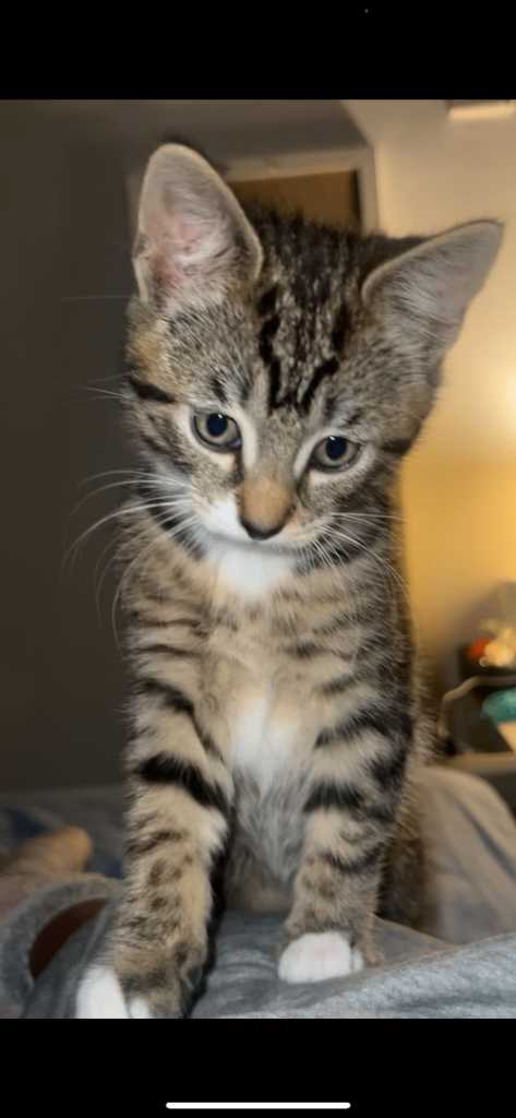 🐾 Adorable Tabby Kitten - Ready for a New Home