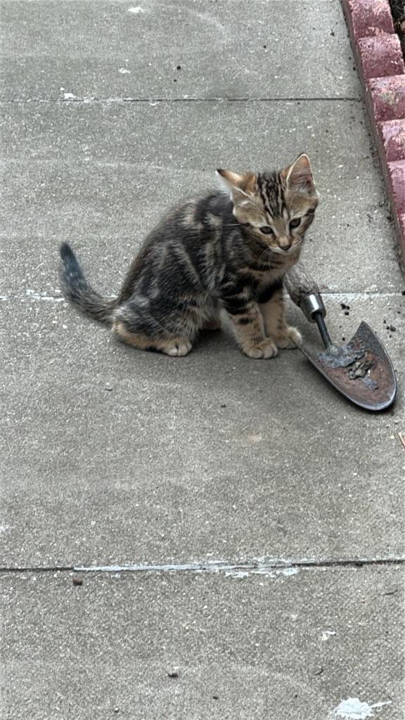 Adorable kitten for sale 