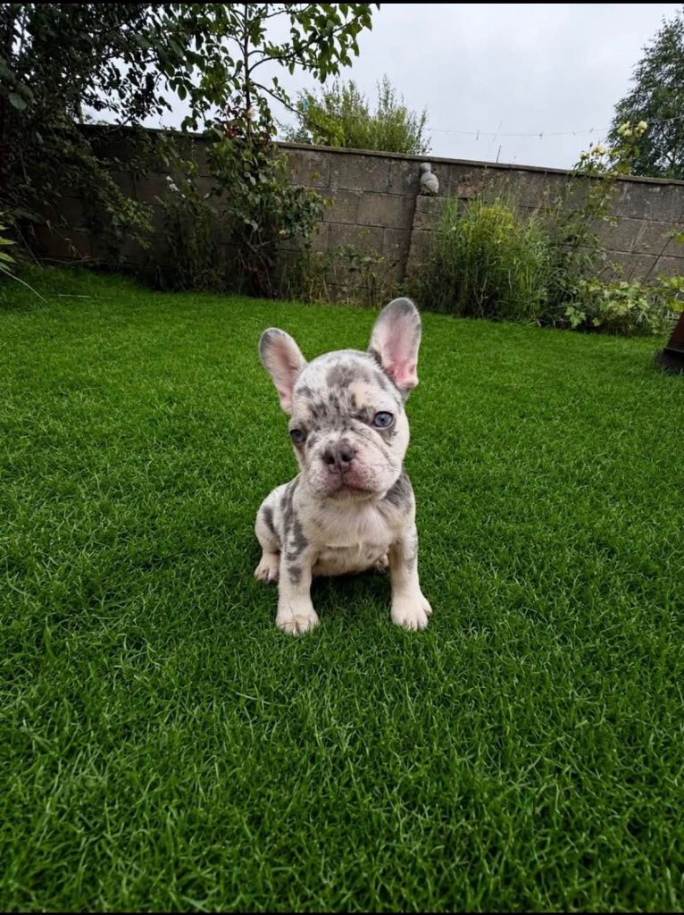 French bulldog puppies
