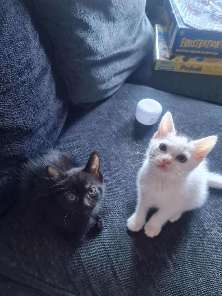 Beautiful playful Kittens