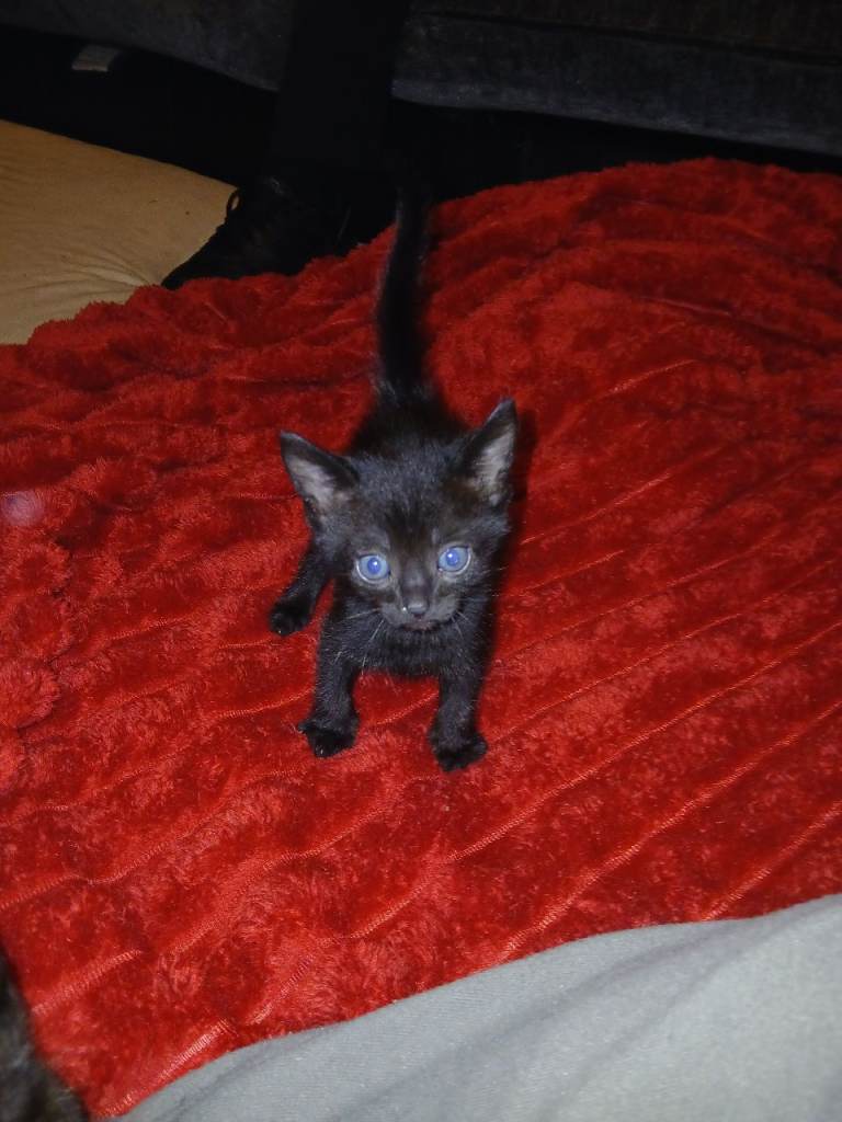 Kittens for sale 