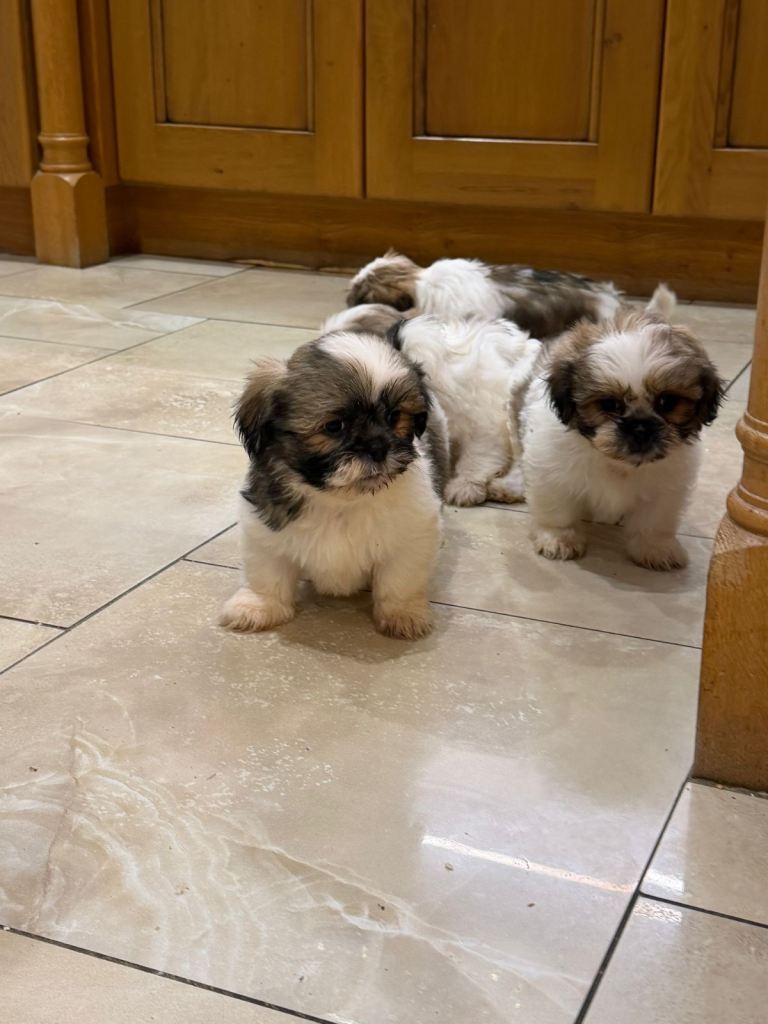 Shih Tzu Puppies 