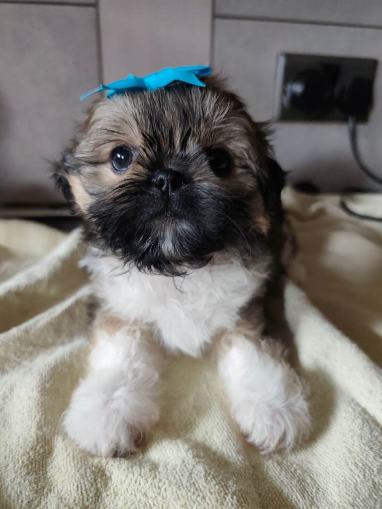 Ready Now shih tzu puppys 