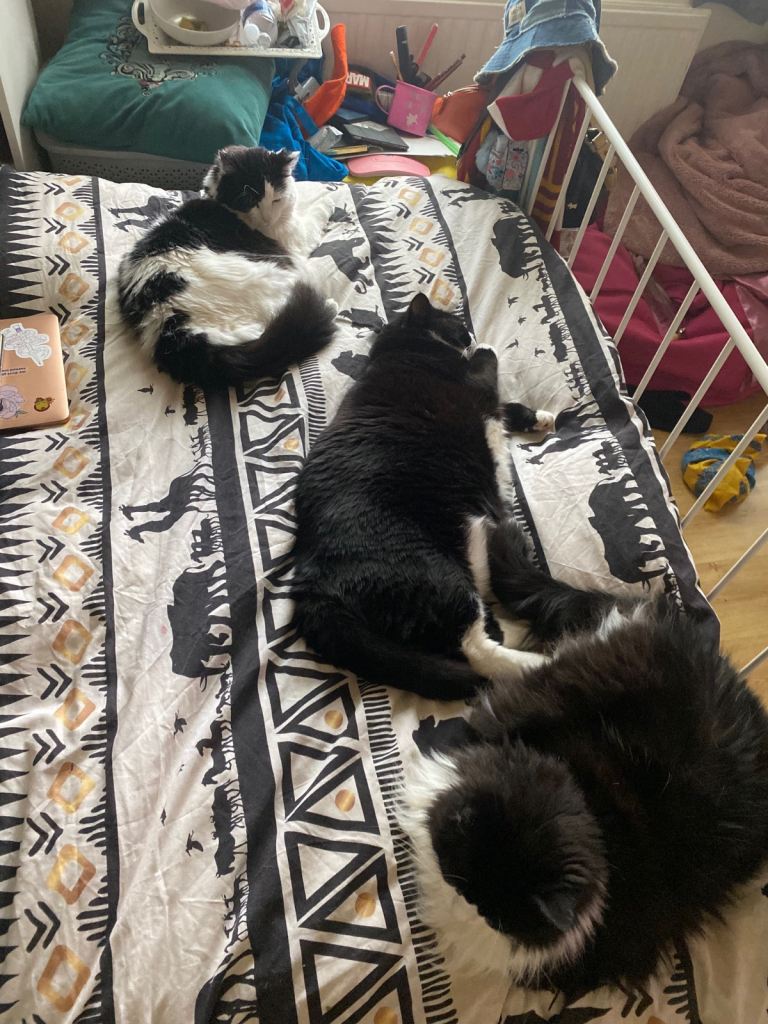 Rehoming ASAP