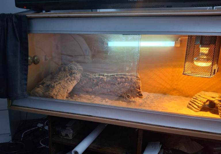 Vivarium 5ft tank