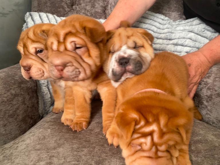 7 WEEKS KC REGISTERED SHAR PEI PUPPIES– LOVING HOMES WANTED 🐾