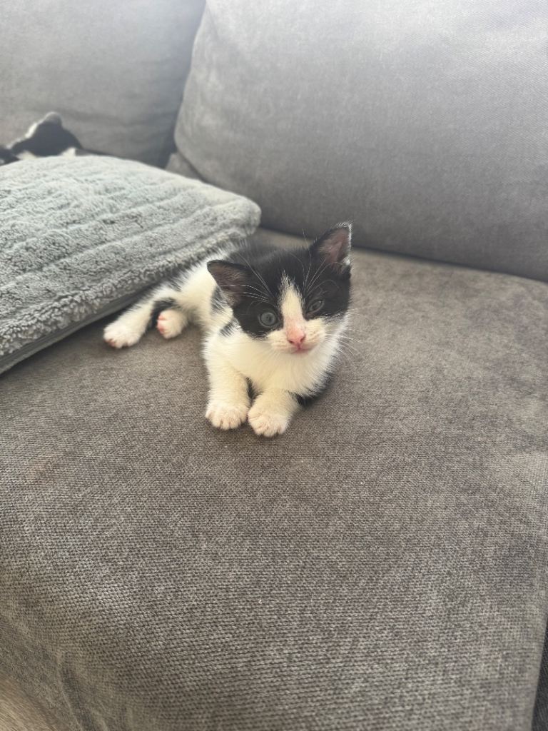 Kittens for Sale 