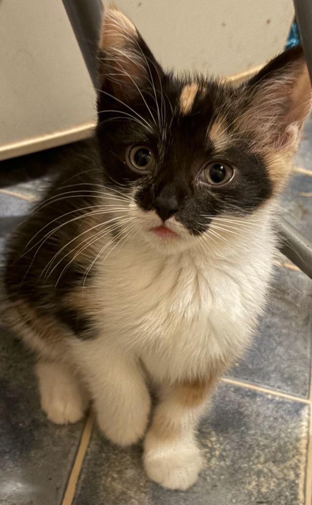 Fun loving kittens 