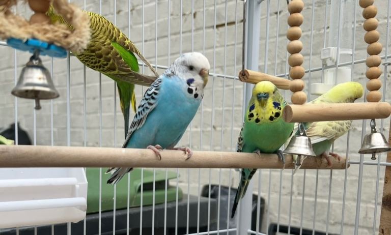 Beautiful Budgies