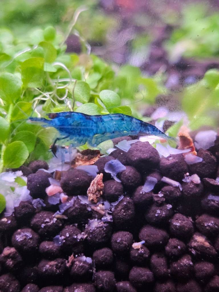 Cherry Shrimp / Rasbora Fish/ Pleco