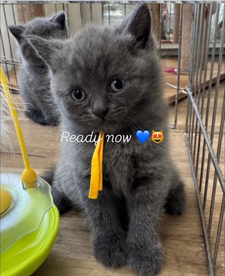 British Shorthair blue pedigree kitten, last boy, 11 weeks  