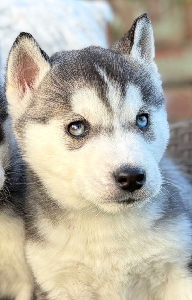 Siberian husky puppies