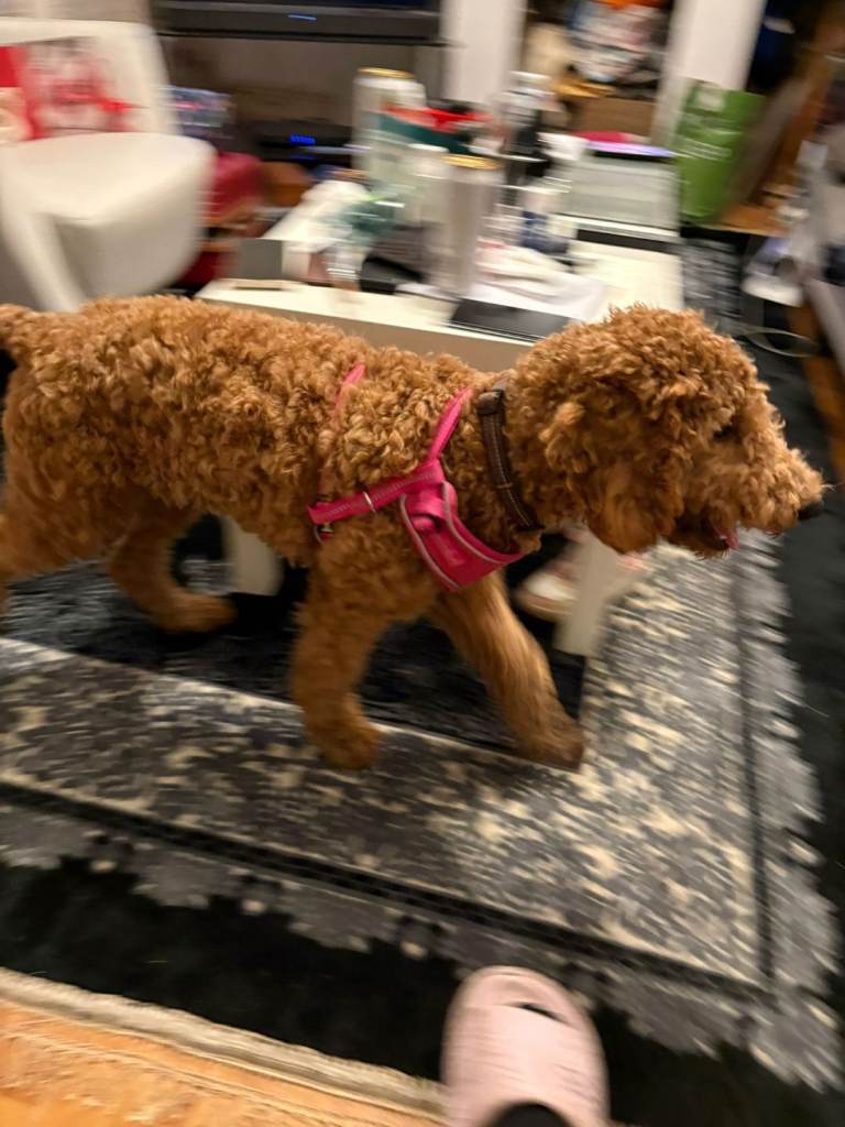 Sweet Coffee poodle to relocate