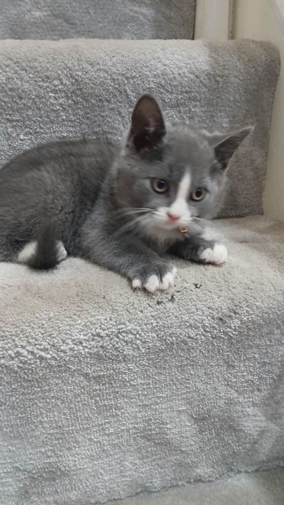 ❤️ Kittens ❤️
