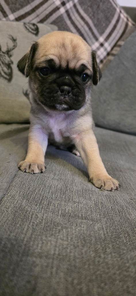 Amazing frug pug x French bulldog 