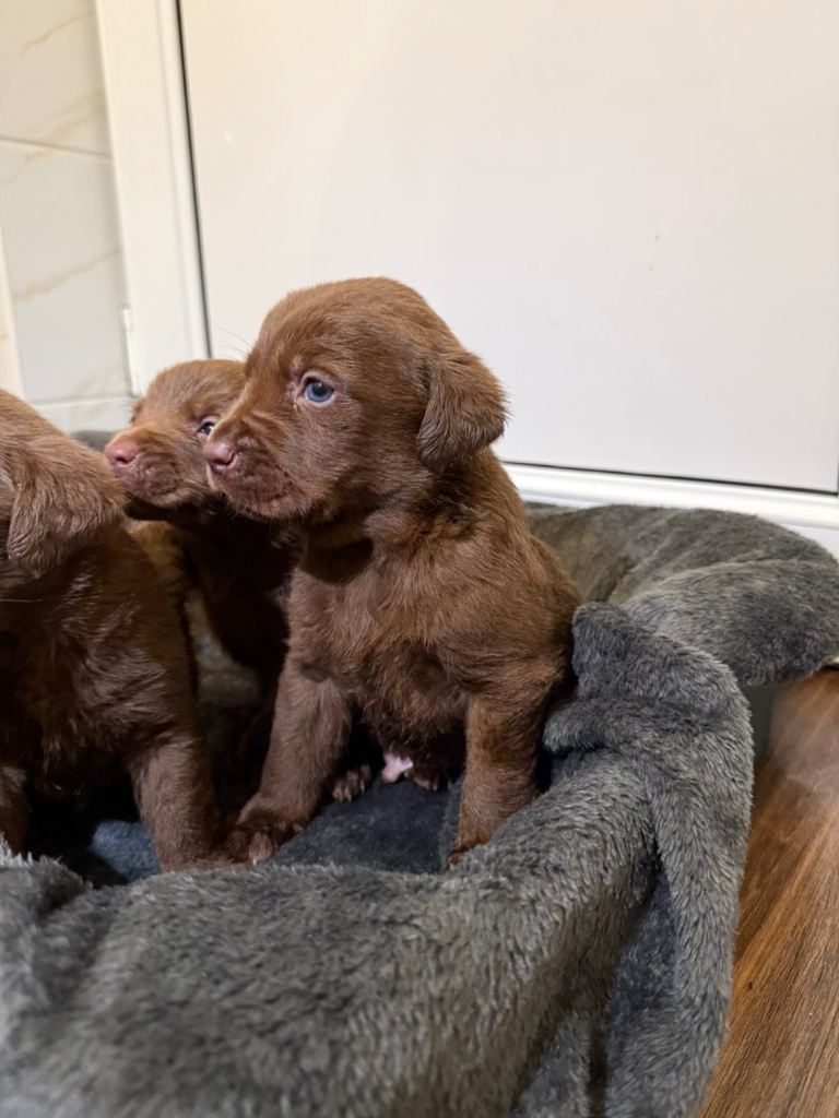 Labrador puppies 