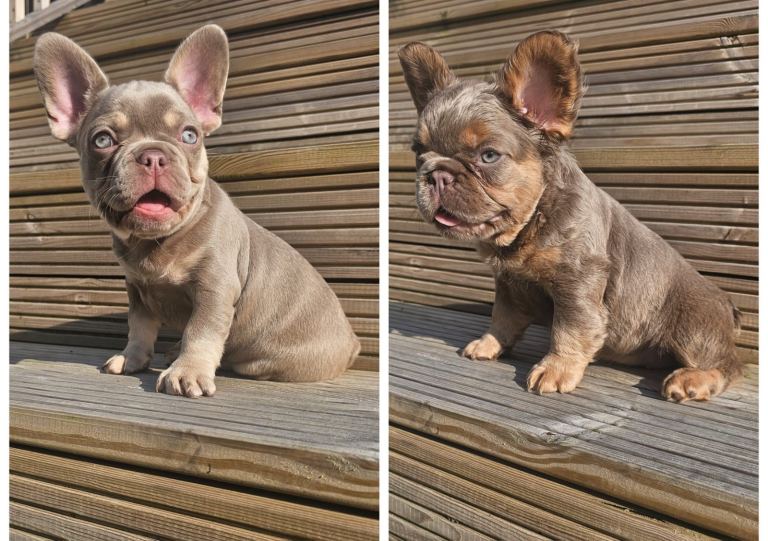 French bulldog pups 