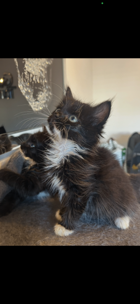 3 semi longhaired kittens 