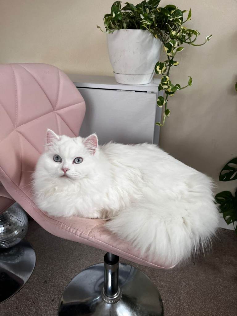 Sweet and cuddling Persian cat