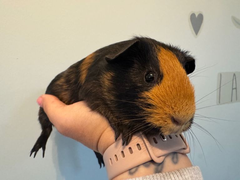 Beautiful 4 month old sow 