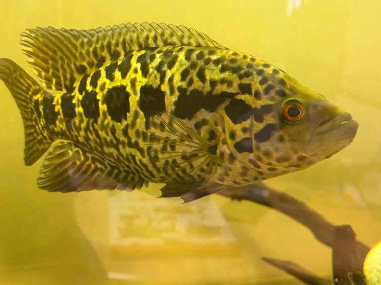 Fish for sale-sensible offers welcome 